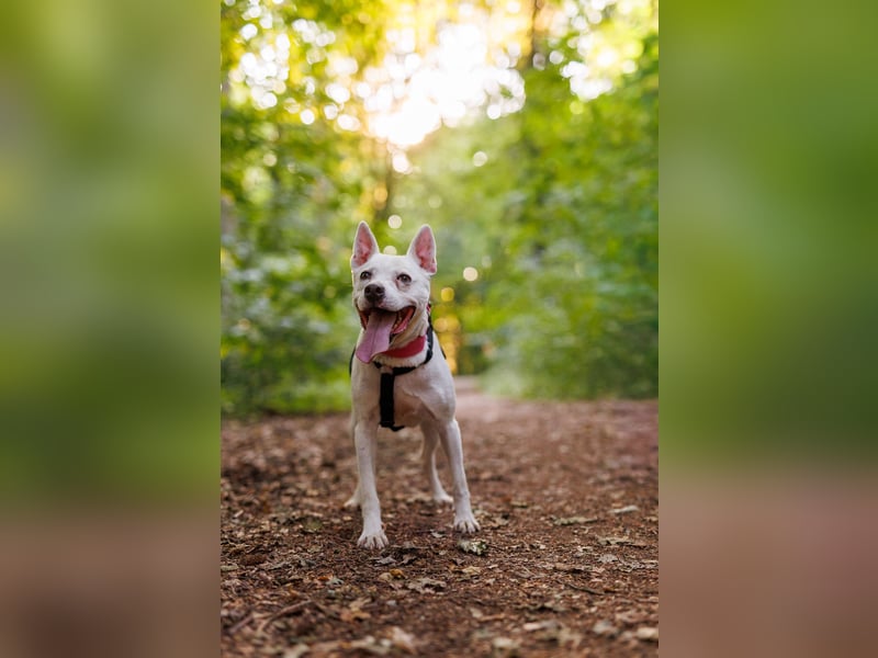 Angel - sportliche rundum freundliche Hündin- auf PS 91452 Wilhermsdorf-Kreben