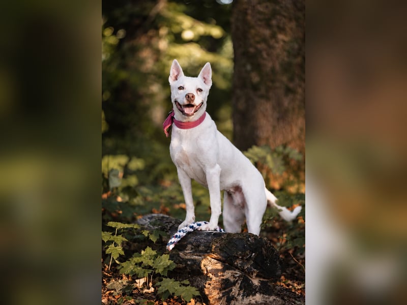 Angel - sportliche rundum freundliche Hündin- auf PS 91452 Wilhermsdorf-Kreben