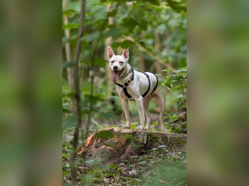Angel - sportliche rundum freundliche Hündin- auf PS 91452 Wilhermsdorf-Kreben