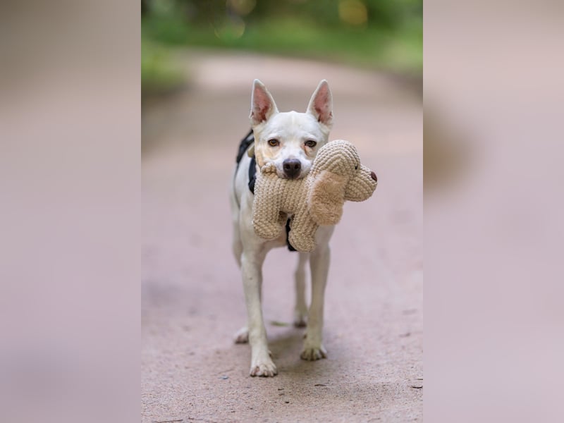 Angel - sportliche rundum freundliche Hündin- auf PS 91452 Wilhermsdorf-Kreben