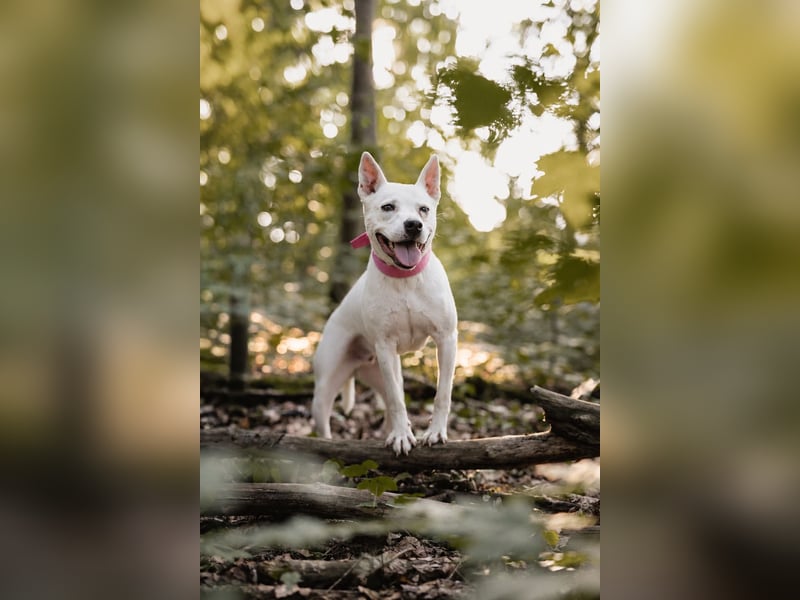 Angel - sportliche rundum freundliche Hündin- auf PS 91452 Wilhermsdorf-Kreben