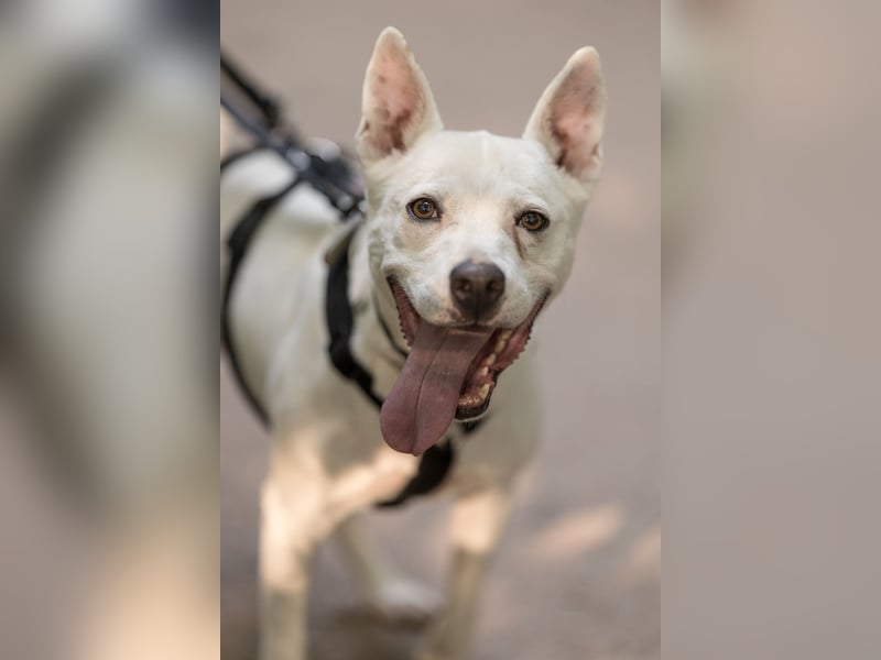 Angel - sportliche rundum freundliche Hündin- auf PS 91452 Wilhermsdorf-Kreben