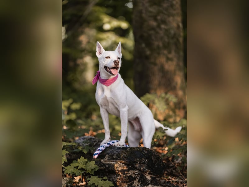 Angel - sportliche rundum freundliche Hündin- auf PS 91452 Wilhermsdorf-Kreben