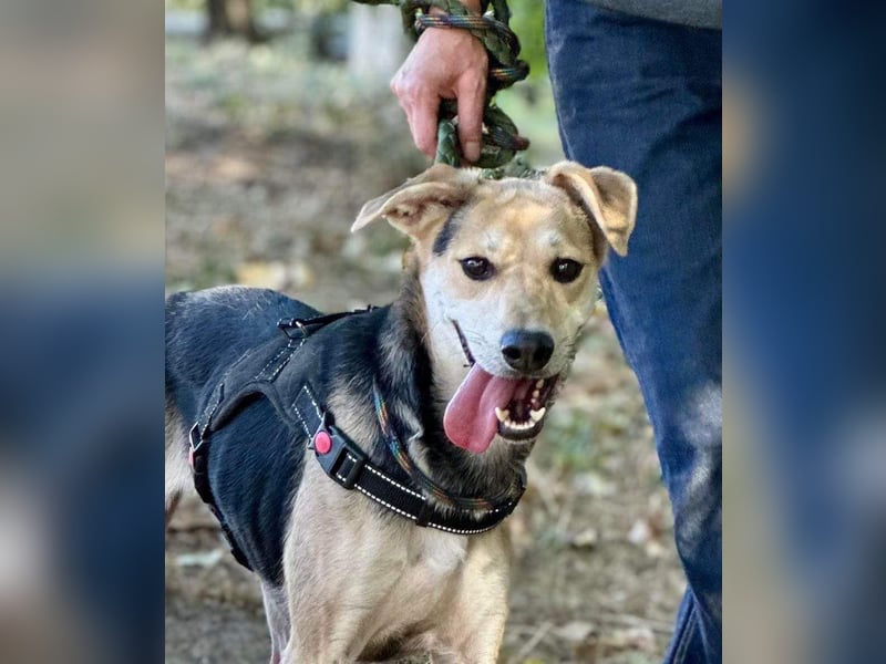 Ilay - ein Herz auf vier Pfoten, das so sehr nach Liebe und Kuscheleinheiten sucht