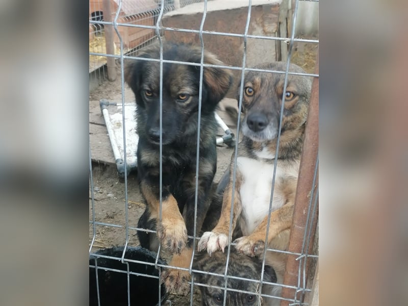 Jaski - entzückende Junghündin mit Katzenerfahrung