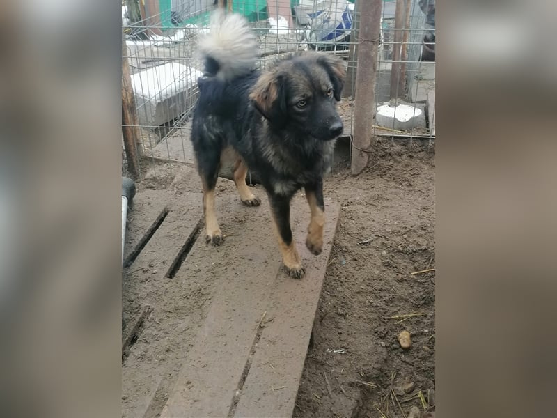 Jaski - Junghündin die Katzen liebt