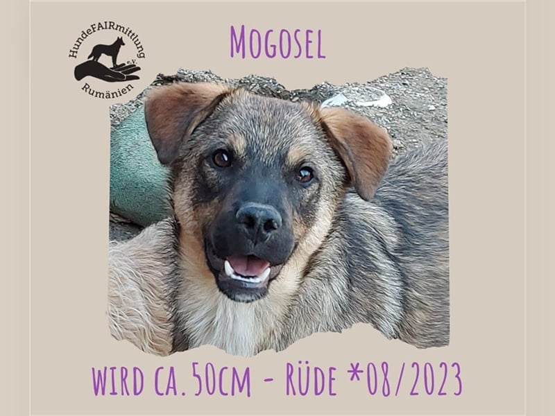 Mogosel - möchte das richtige Leben kennenlernen