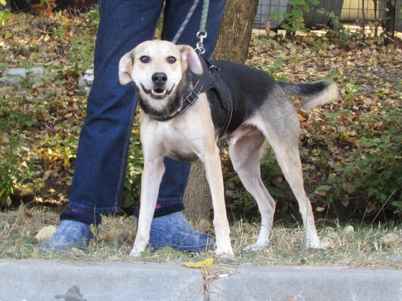 Ilay - ein Herz auf vier Pfoten, das so sehr nach Liebe und Kuscheleinheiten sucht