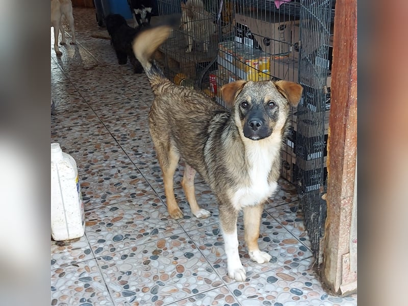 Mogosel - möchte das richtige Leben kennenlernen