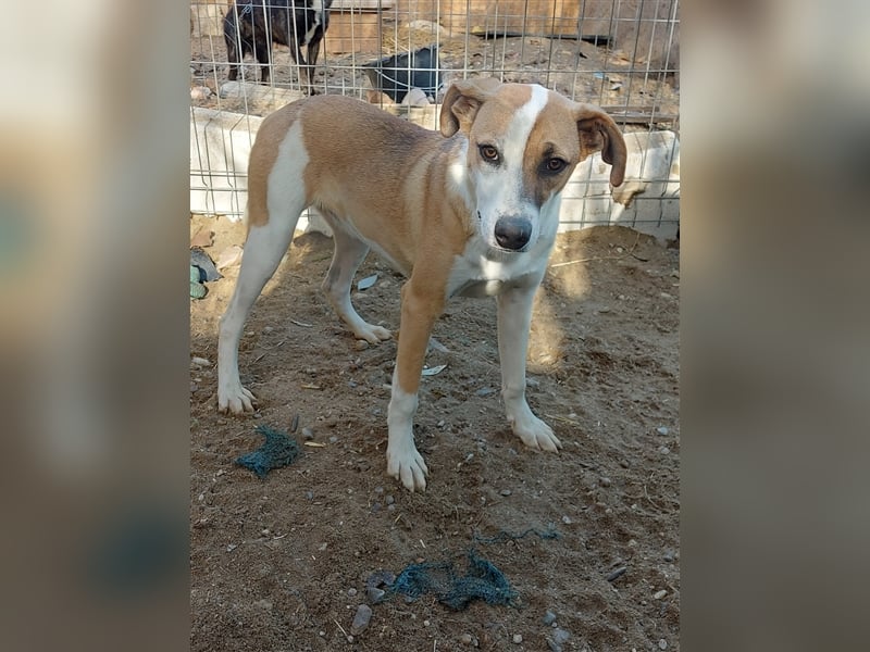 Samanta - liebevolle & sportliche Junghündin