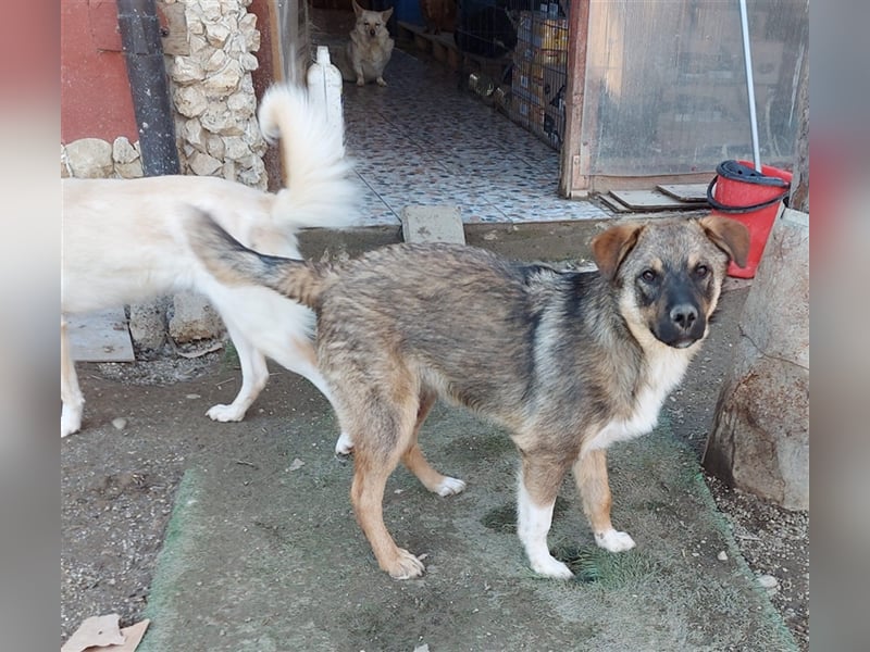 Mogosel - möchte das richtige Leben kennenlernen