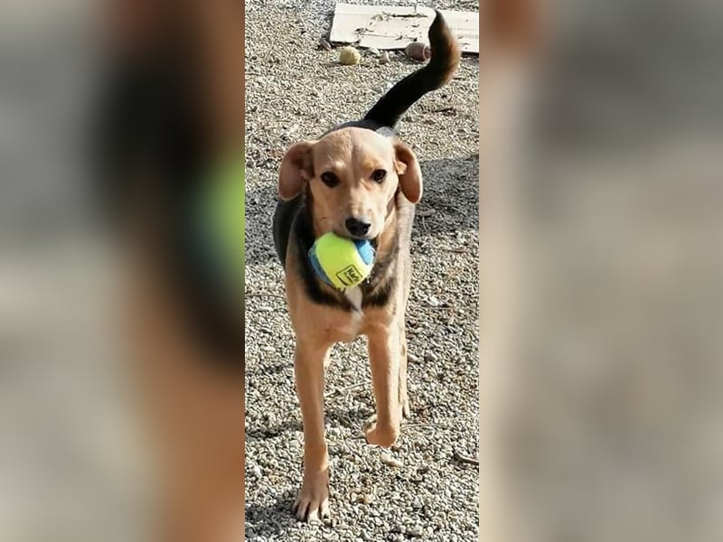 Paloma - fröhlich, verkuschelt & sehr sozial