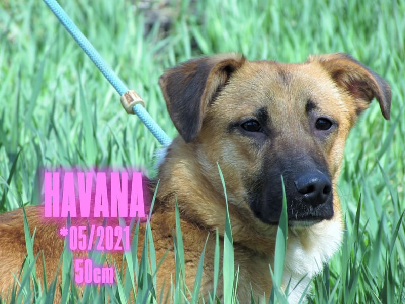 Havanna - sanfte Schönheit