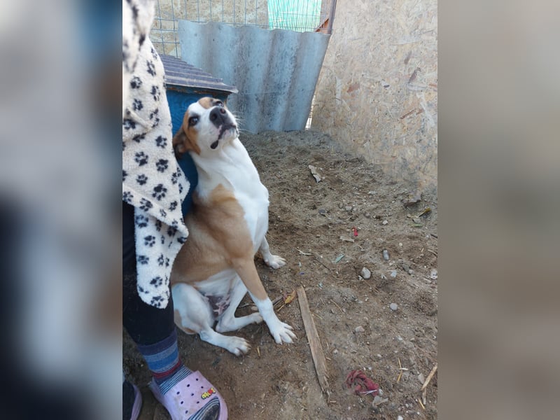 Samanta - aktive Kuschelmaus