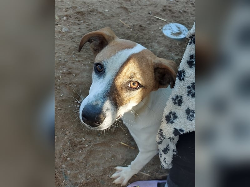 Samanta - liebevolle & sportliche Junghündin