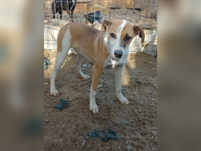 Samanta - aktive Kuschelmaus