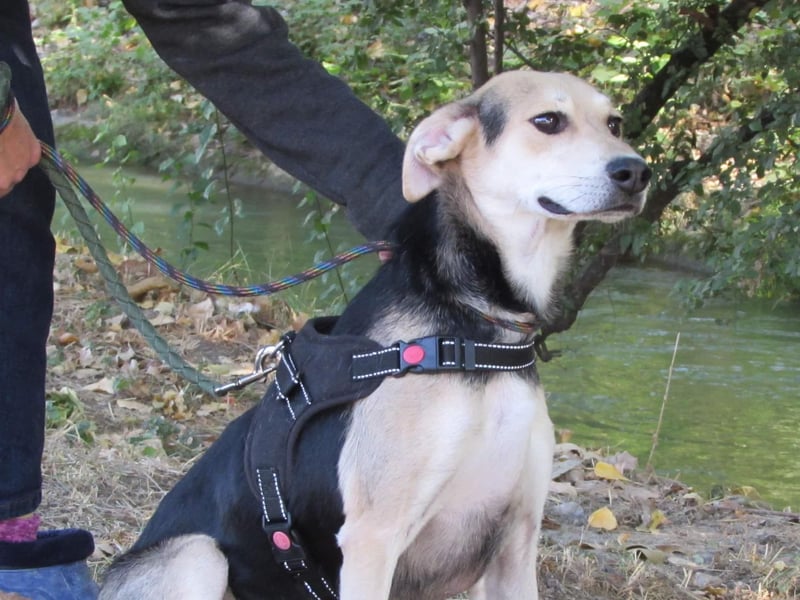 Ilay - ein Herz auf vier Pfoten, das so sehr nach Liebe und Kuscheleinheiten sucht