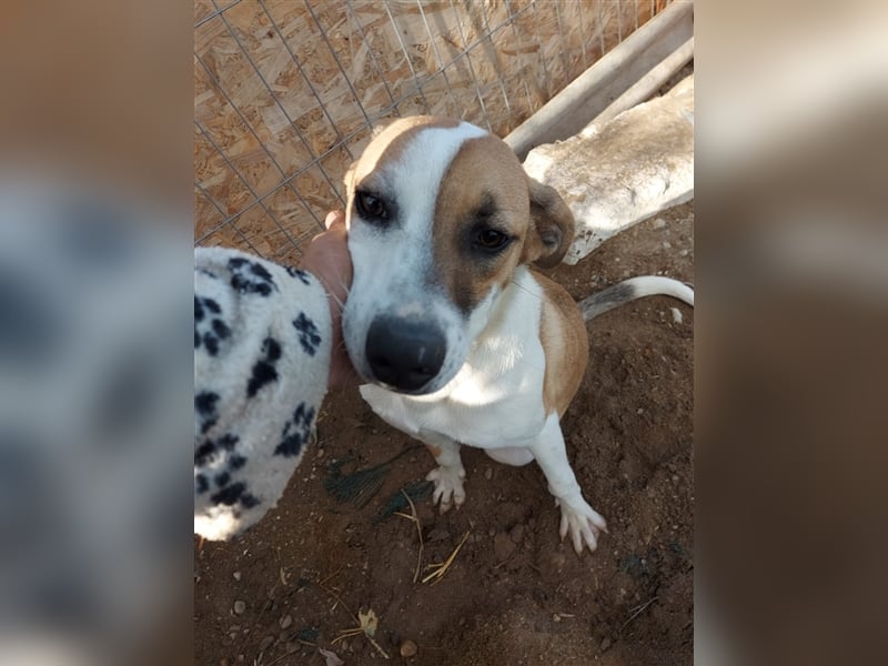 Samanta - liebevolle & sportliche Junghündin