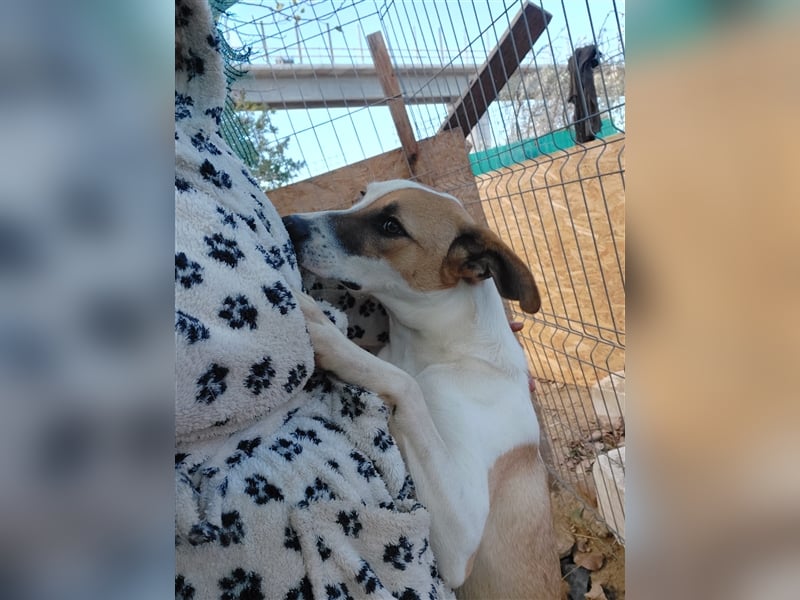 Samanta - liebevolle & sportliche Junghündin