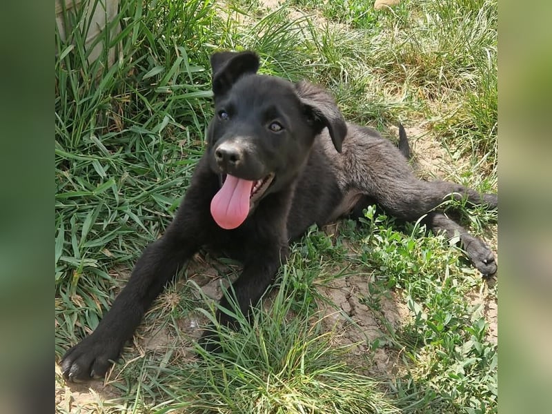 Bruno