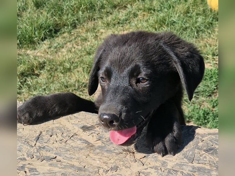 Josie