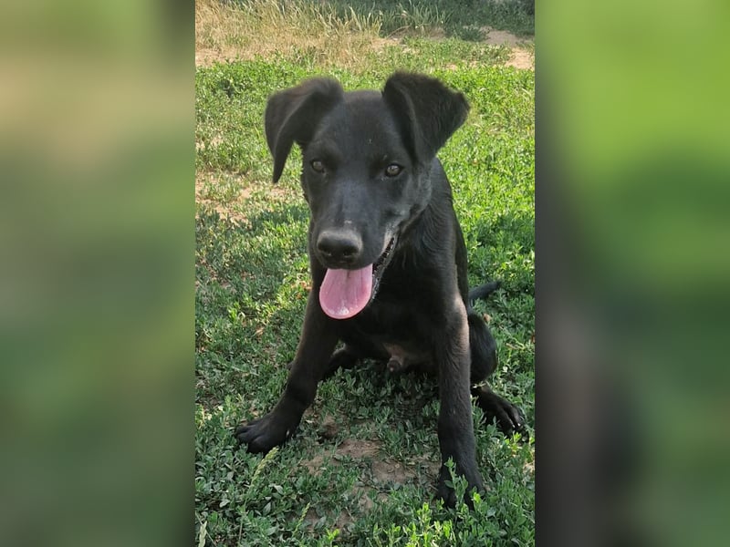Bruno
