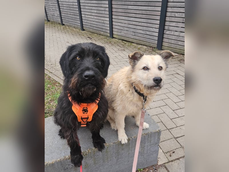 Hotte - auf Pflegestelle in Hannover