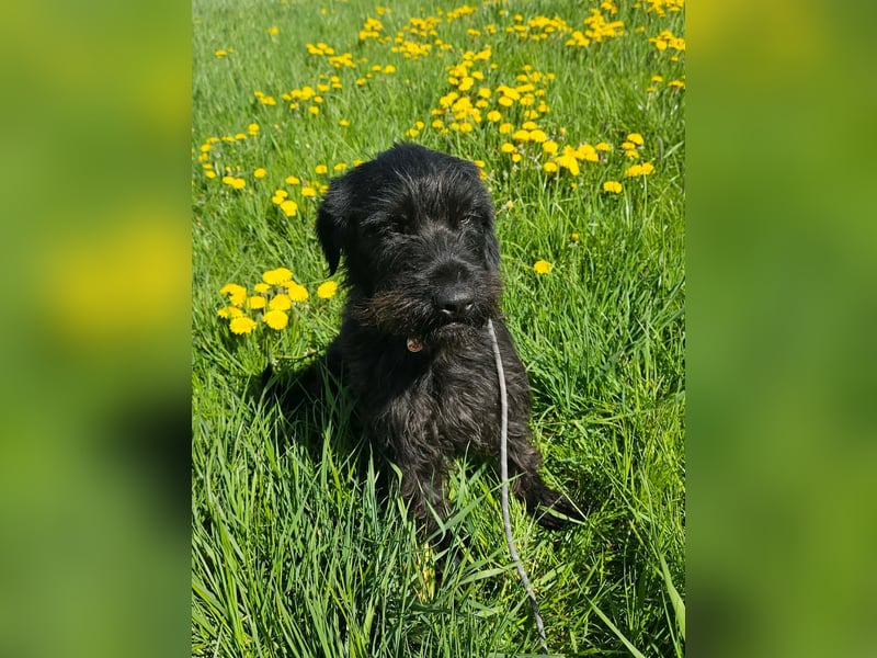 Hotte - auf Pflegestelle in Hannover