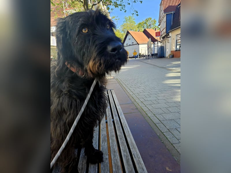 Hotte - auf Pflegestelle in Hannover