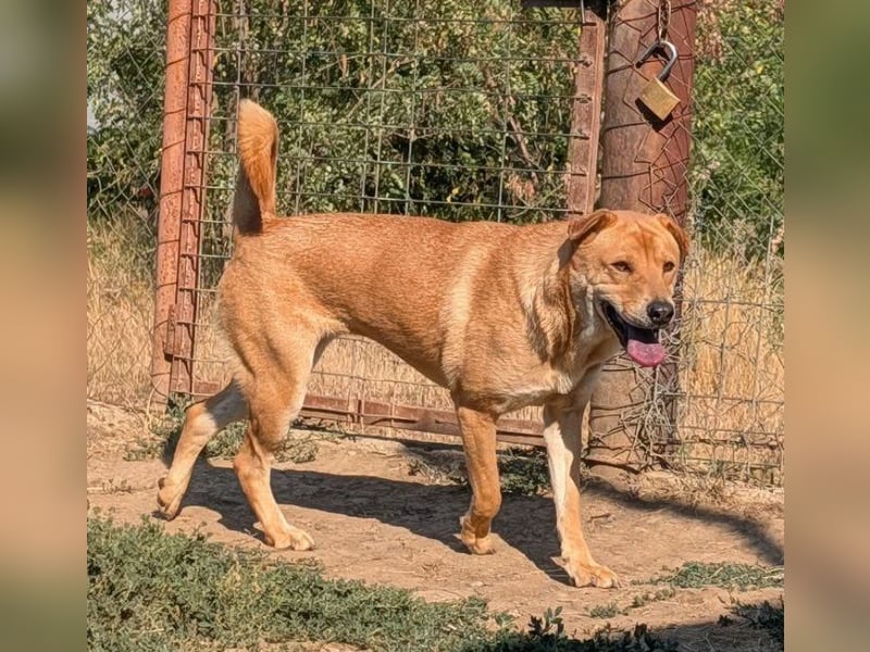 Ronja
