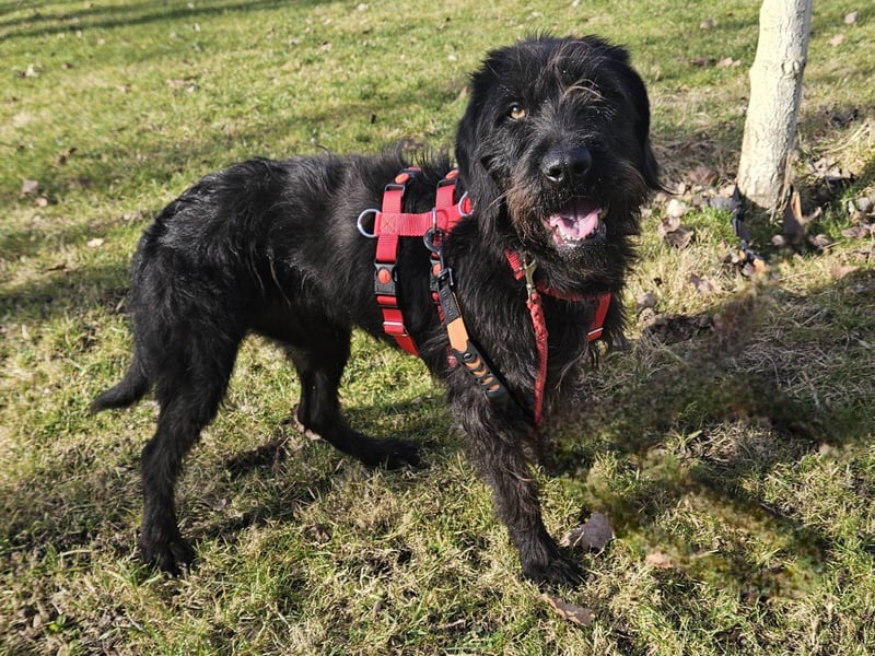 Hotte - auf Pflegestelle in Hannover