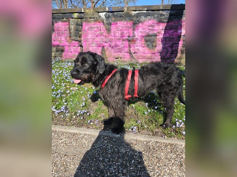 Hotte - auf Pflegestelle in Hannover