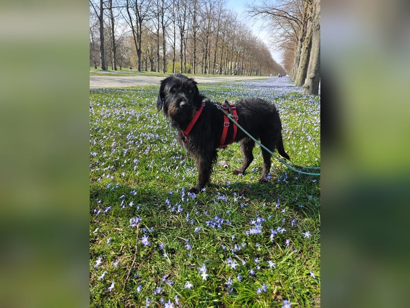 Hotte - auf Pflegestelle in Hannover