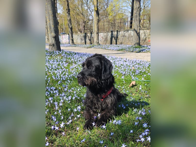 Hotte - auf Pflegestelle in Hannover
