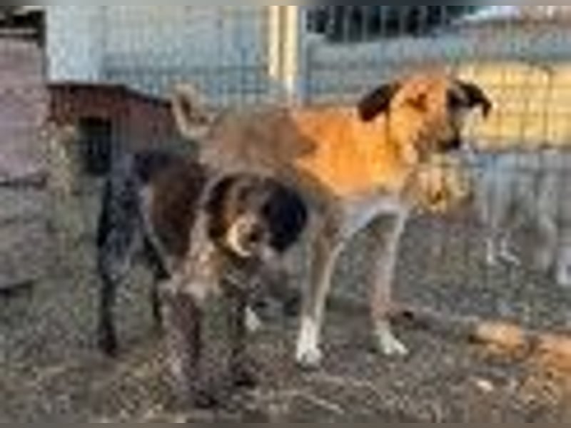 NILA - sensible Hündin sucht ihr Für-Immer-Zuhause