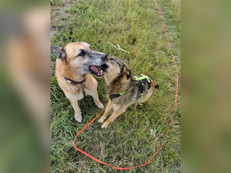 Skipper sucht sein Körbchen