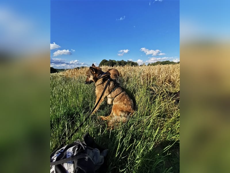 Skipper sucht sein Körbchen