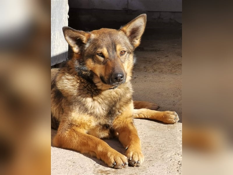 Skipper sucht sein Körbchen