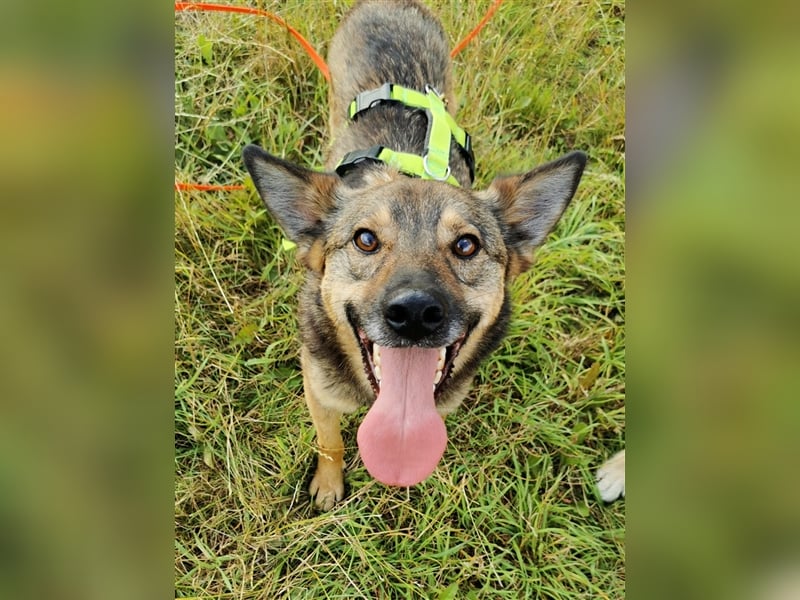 Skipper sucht sein Körbchen