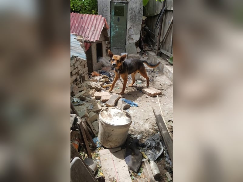 Bullet sucht ein neues Zuhause