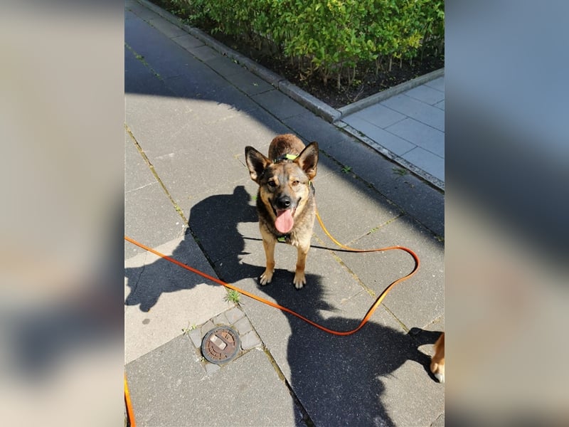 Skipper sucht sein Körbchen