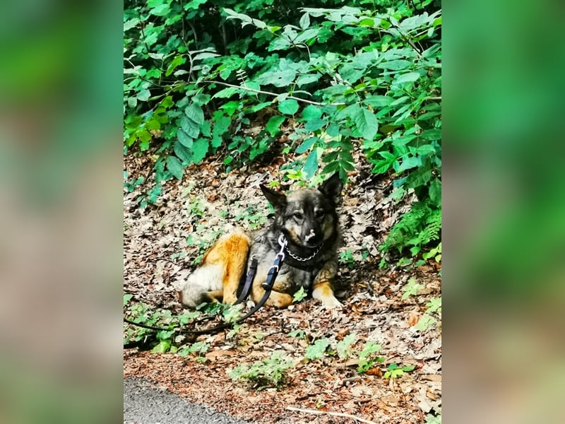 Skipper sucht sein Körbchen