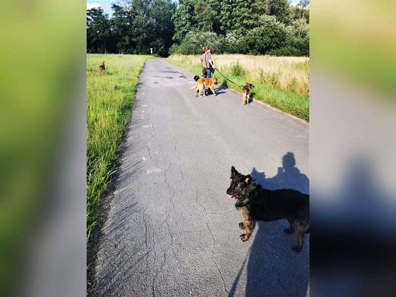 Skipper sucht sein Körbchen