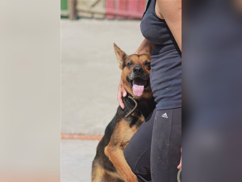 Bullet sucht ein neues Zuhause