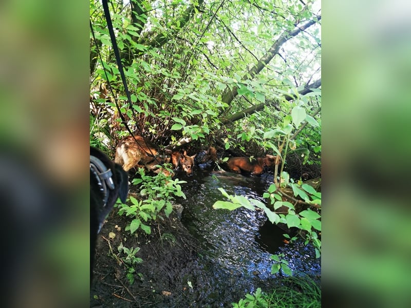 Skipper sucht sein Körbchen