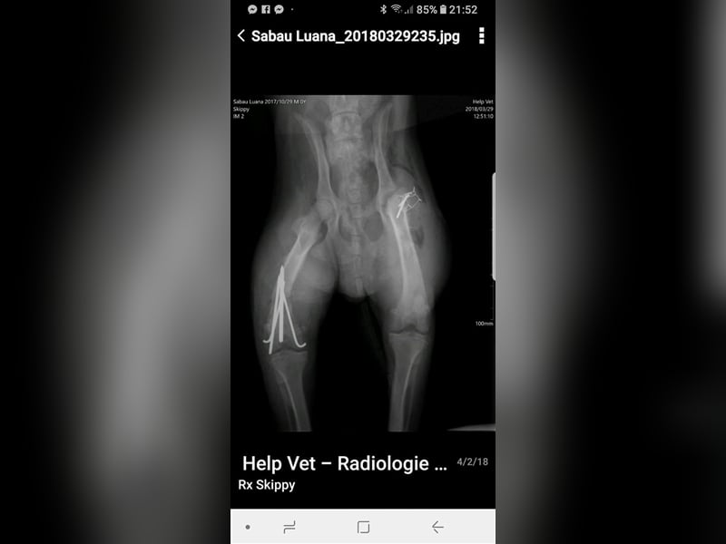 Skipper sucht sein Körbchen