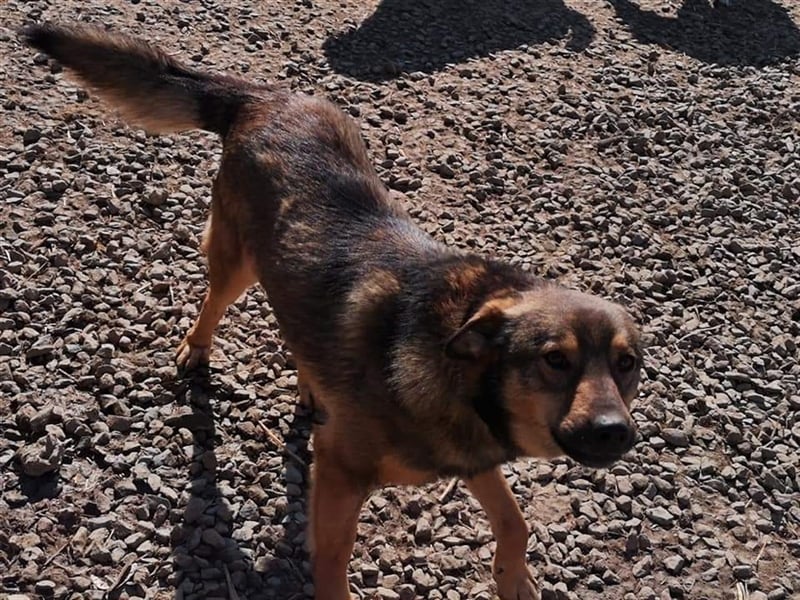 Skipper sucht sein Körbchen