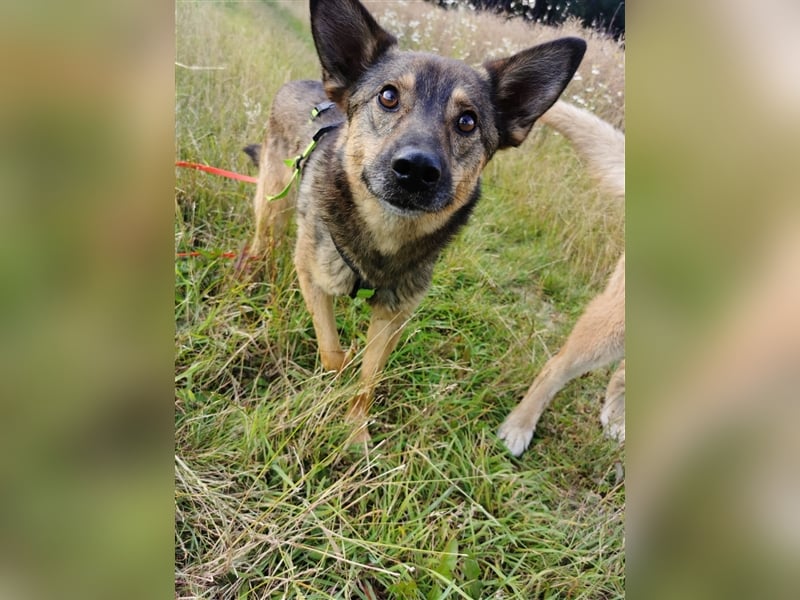 Skipper sucht sein Körbchen