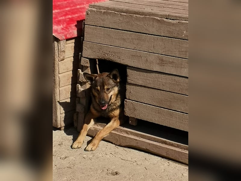 Skipper sucht sein Körbchen