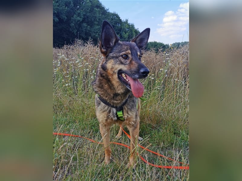 Skipper sucht sein Körbchen